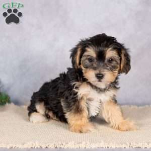 Daisy, Yorkie-Chon Puppy